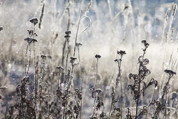 겨울 필드 풍경 — 스톡 사진
