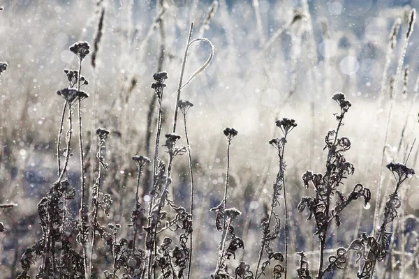 Veld winterlandschap — Stockfoto