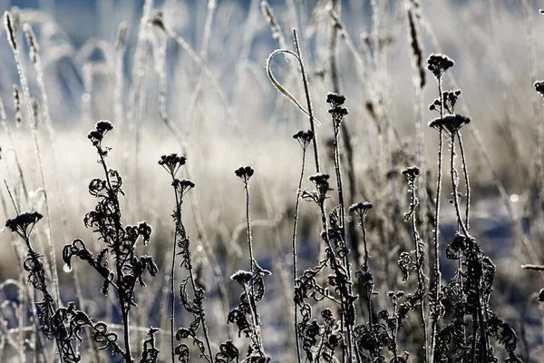 Textur von Frostkristallen — Stockfoto