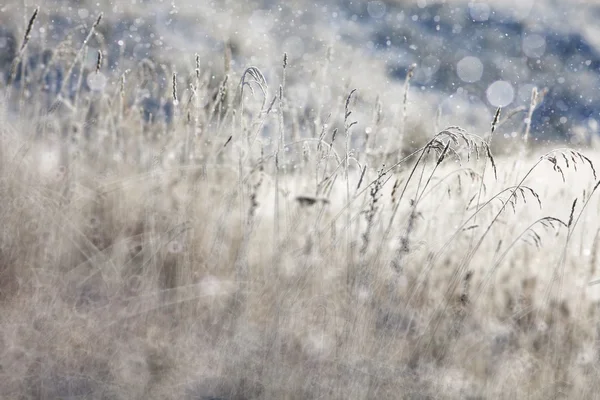 Campo de invierno paisaje —  Fotos de Stock