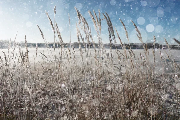 Gräset täckt med vit rimfrost — Stockfoto