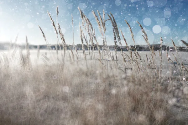 Gräset täckt med vit rimfrost — Stockfoto