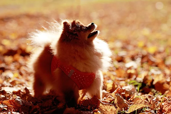 Passeio de cão no parque de outono — Fotografia de Stock