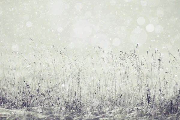 Zasněžené zimě v lese — Stock fotografie