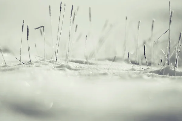 Zimowy mróz natura — Zdjęcie stockowe
