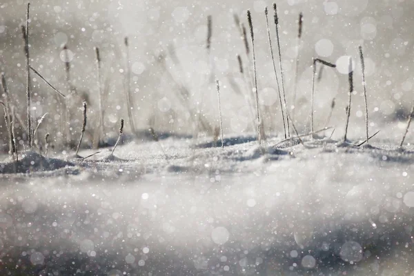 Schneebedeckter, glänzender Wald am Tag — Stockfoto