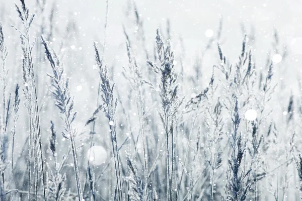 Nevado frío Invierno en pueblo —  Fotos de Stock