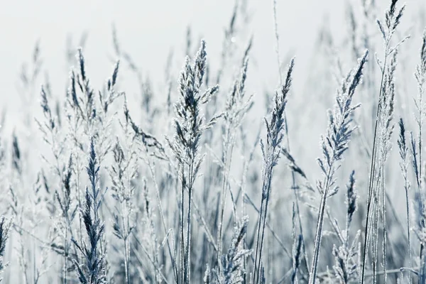 Torrt gräs med snöflingor — Stockfoto