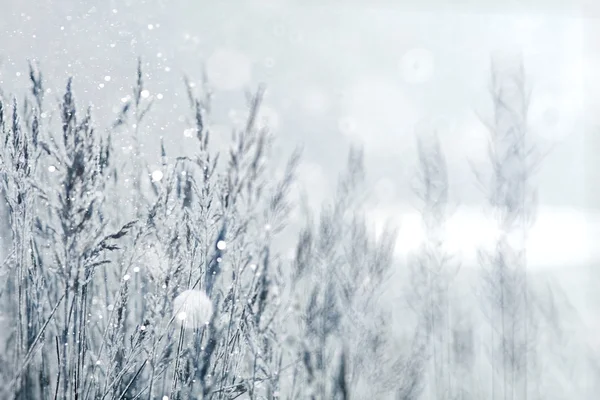 Droog gras bedekt frost — Stockfoto