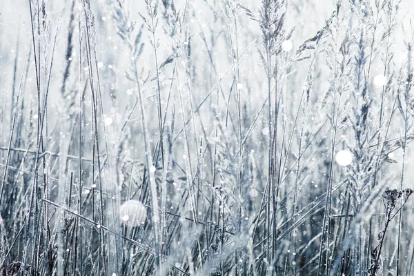 Suché trávy s sněhové vločky — Stock fotografie