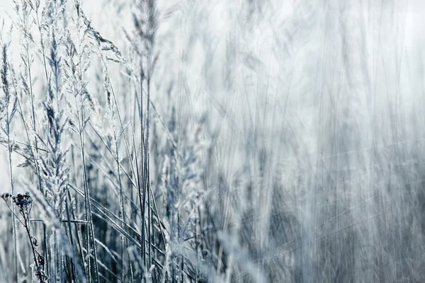 Torrt gräs omfattas frost — Stockfoto