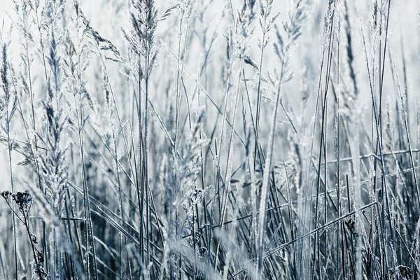 Ξηρό χόρτο με νιφάδες χιονιού — Φωτογραφία Αρχείου