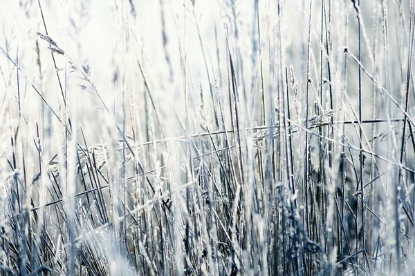 雪の結晶乾燥草 — ストック写真