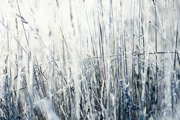 Torrt gräs med snöflingor — Stockfoto