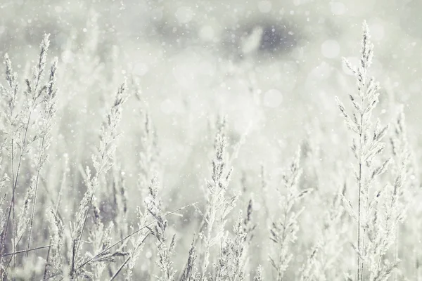 Dry Grass covered frost, monochrome landscape — Stock Photo, Image