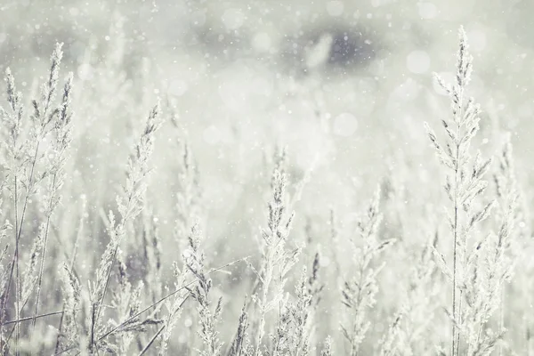 Froid couvert d'herbe sèche, paysage monochrome — Photo