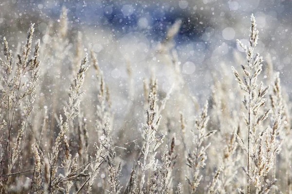 Gras bedekt met witte rime — Stockfoto