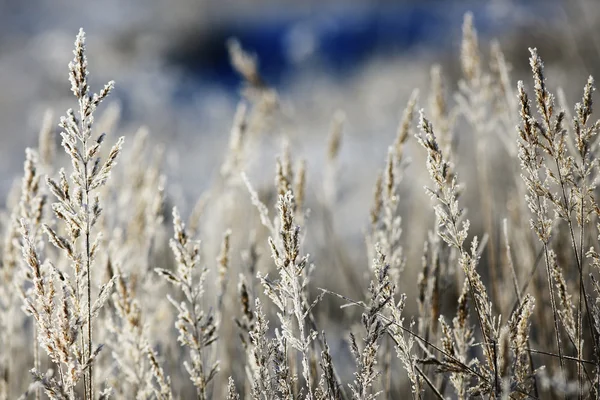 Frío invierno día al aire libre — Foto de Stock