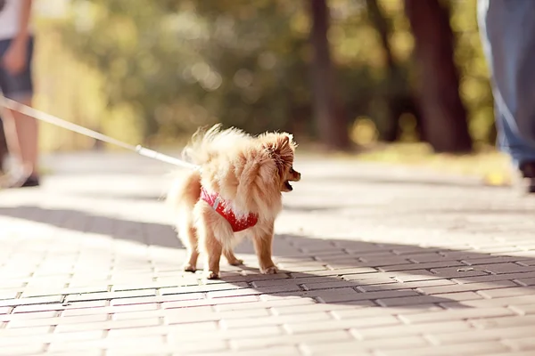 Hond wandelen in de herfst park — Stockfoto