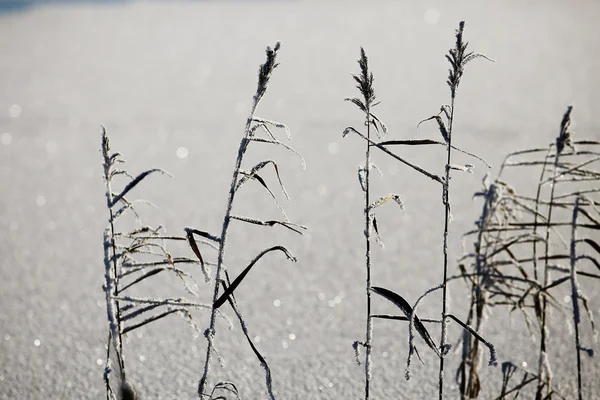 Zimní mrazy příroda — Stock fotografie