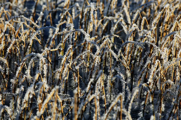 Texture of frost crystals — Stock Photo, Image