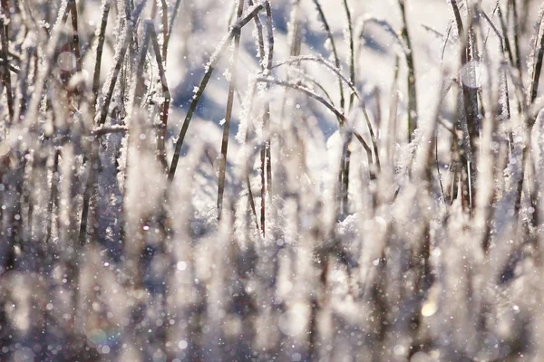 Gräset täckt med vit rimfrost — Stockfoto