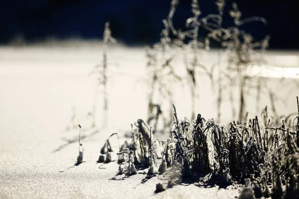 Trockenes Gras bedeckt Frost, monochrome Landschaft — Stockfoto