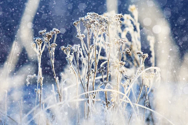 Herbe recouverte de blanc rime — Photo