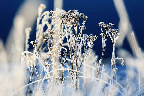 Frío invierno día al aire libre —  Fotos de Stock