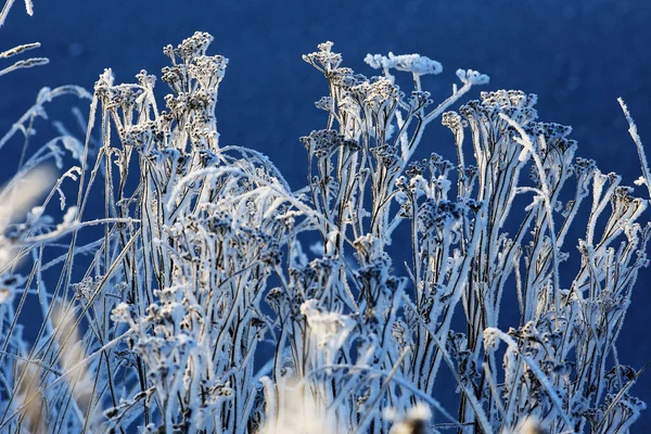 Schneebedeckter, glänzender Wald am Tag — Stockfoto