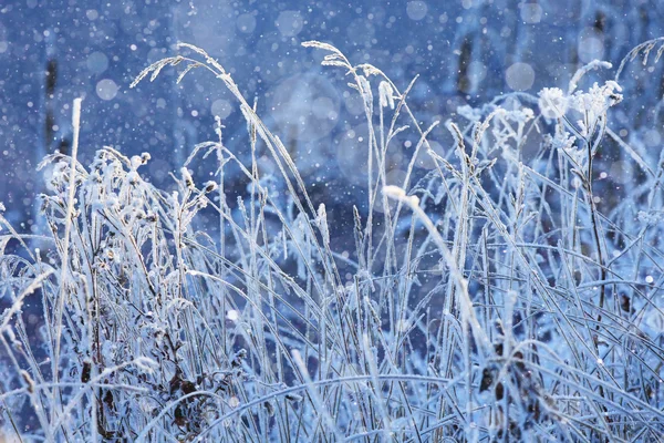 Frio dia de inverno ao ar livre — Fotografia de Stock