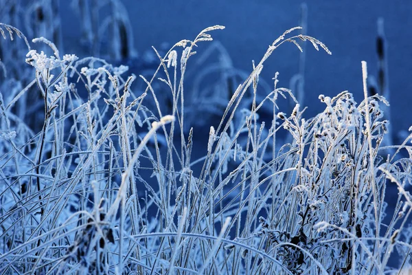 Gräset täckt med vit rimfrost — Stockfoto