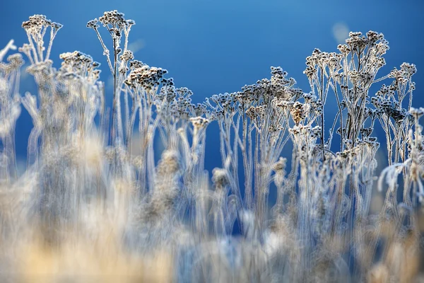 Gräset täckt med vit rimfrost — Stockfoto