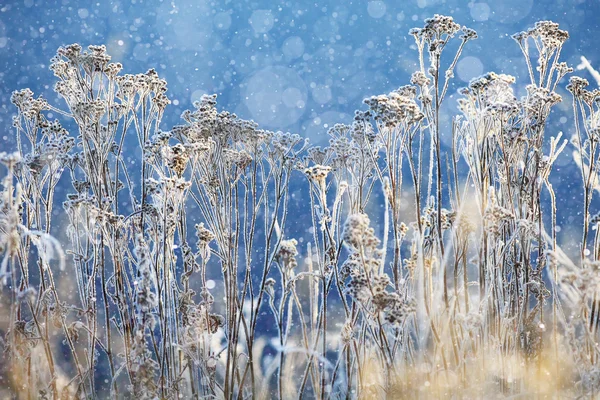 Kall vinterdag utomhus — Stockfoto