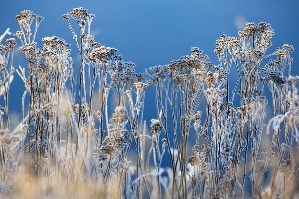 Landscape of grass with rime — Stock Photo, Image