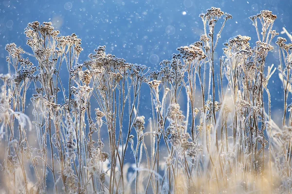 Tanaman rumput dengan rime — Stok Foto