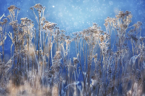 Landskap av gräs med rimfrost — Stockfoto