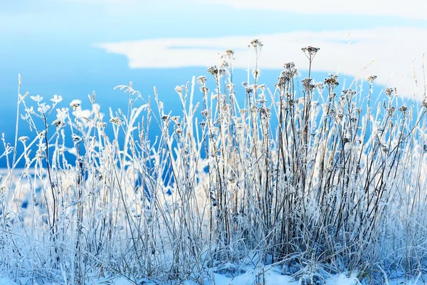 Torrt gräs med snöflingor — Stockfoto