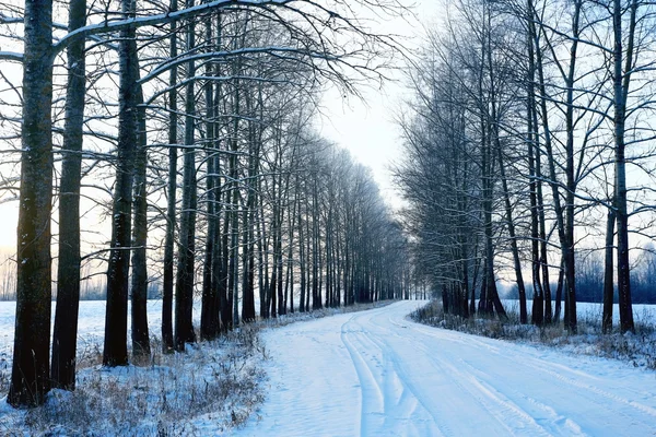 Ormanda karlı kış — Stok fotoğraf