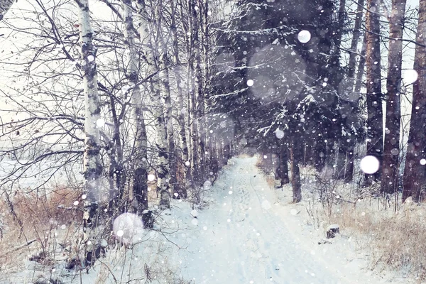 Hiver enneigé dans la forêt — Photo