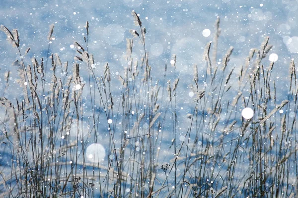 Torrt gräs med snöflingor — Stockfoto