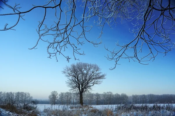 Stora lone tree i frost — Stockfoto