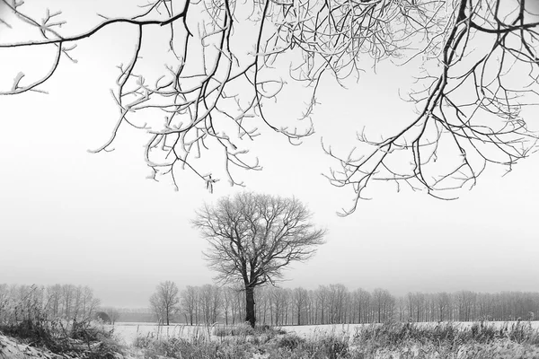 Big lone tree in frost — Stock Photo, Image