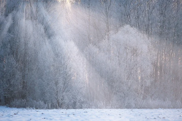 Снежный блестящий лес в день — стоковое фото