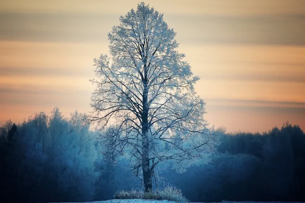 Grand arbre solitaire dans le gel — Photo