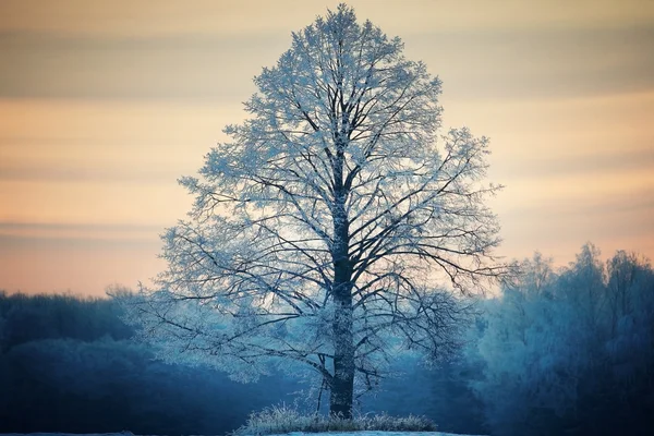 Велике самотнє дерево в морозі — стокове фото