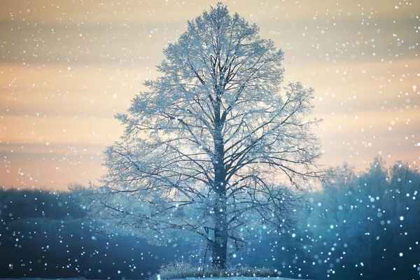Big lone tree in frost — Stock Photo, Image