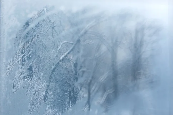 Nevadas en el bosque de invierno — Foto de Stock