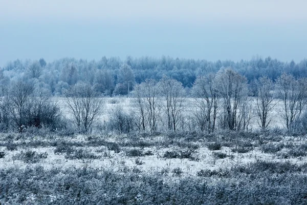 Inverno nevado na floresta — Fotografia de Stock