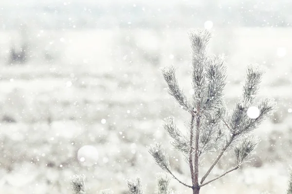 아름 다운 눈 겨울 숲에서 — 스톡 사진